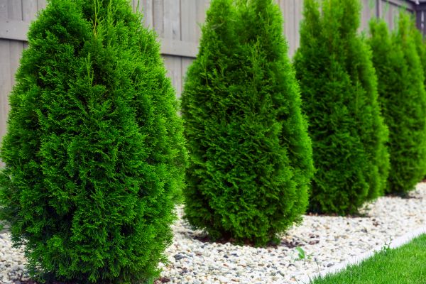 Arborvitae Planting in Tomball