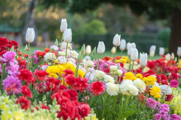 Gardening Service in Tomball