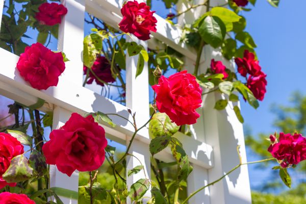 Home Gardening Service in Tomball