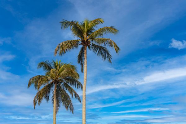 Palm Tree Planting in Tomball