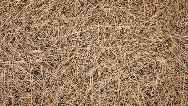 Pine Needles Delivery in Tomball