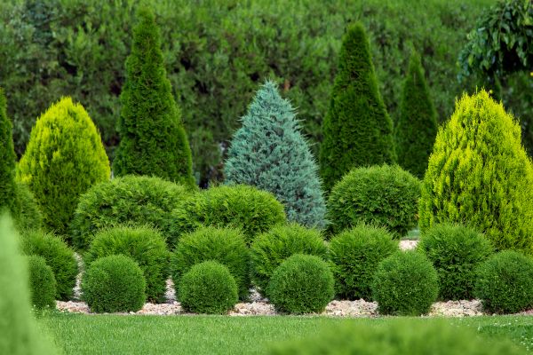 Shrub Replacement in Tomball