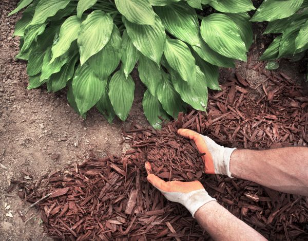 Shredded Mulch Service in Tomball