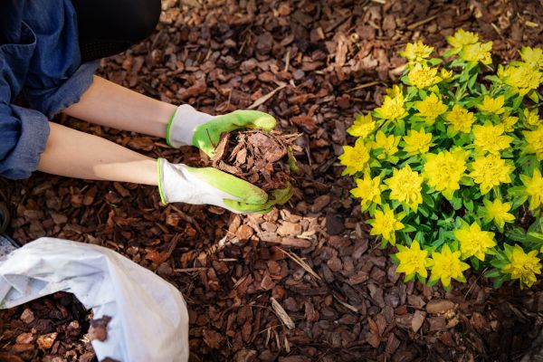 Pine Bark Mulch Installation in Tomball
