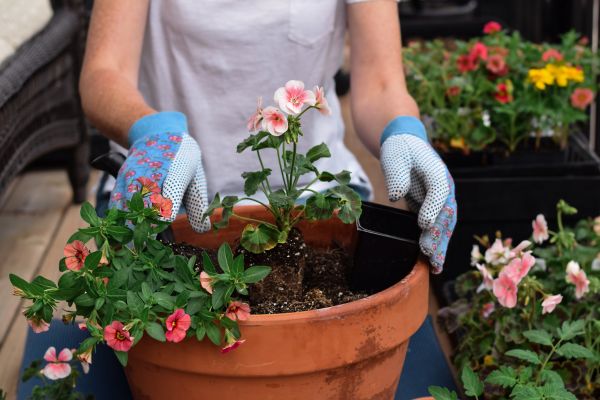 Plant Care Service in Tomball