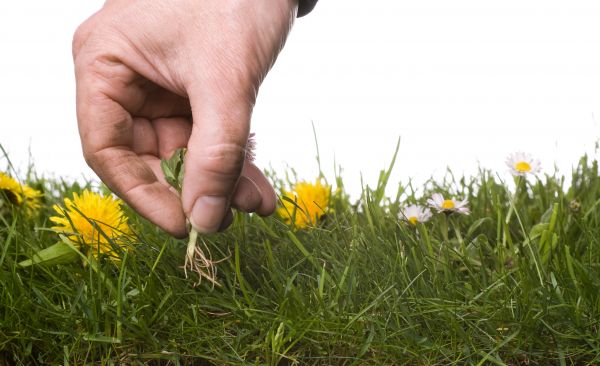 Lawn Weeding in Tomball