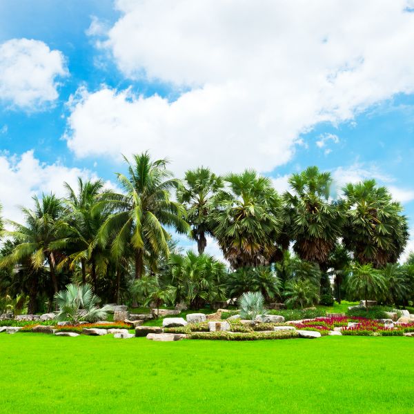 Tropical Landscaping in Tomball