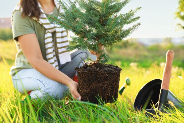 Spruce Tree Planting in Tomball