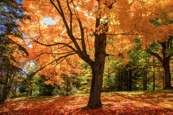 Maple Tree Planting in Tomball