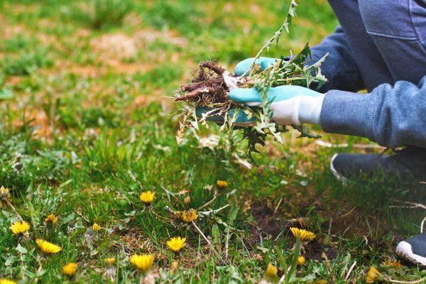 Flower Bed Clearing in Tomball