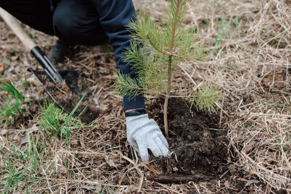 Pine Tree Planting in Tomball