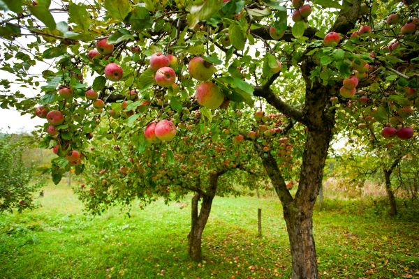Apple Tree Pruning