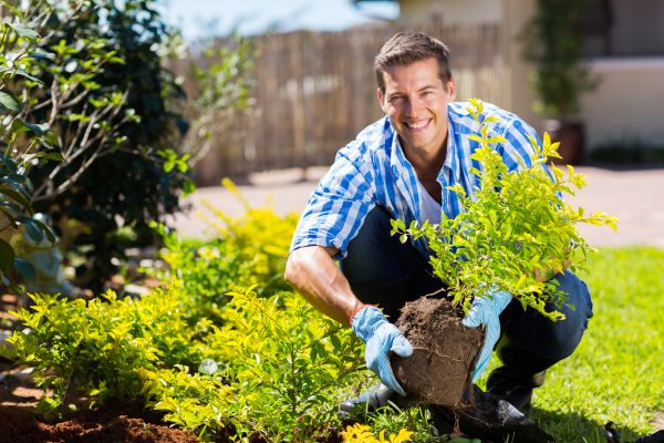 Shrub Landscaping in Tomball