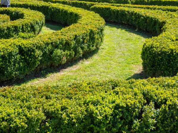 Bush Landscaping in Tomball
