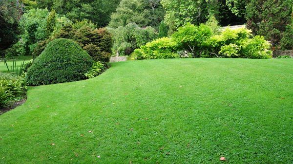 Commercial Landscape Design in Tomball