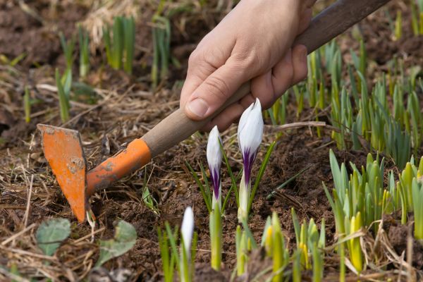 Flower Garden Weeding in Tomball