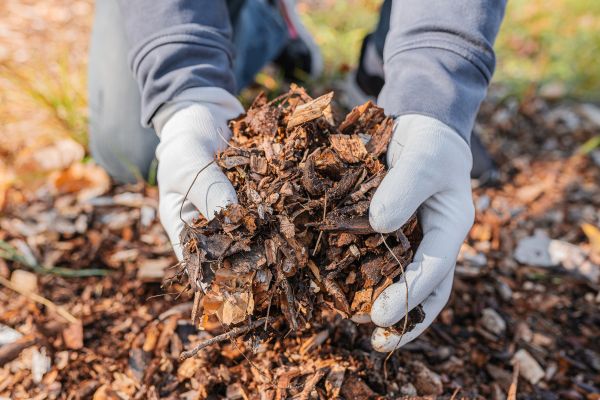 Shredded Mulch Installation in Tomball