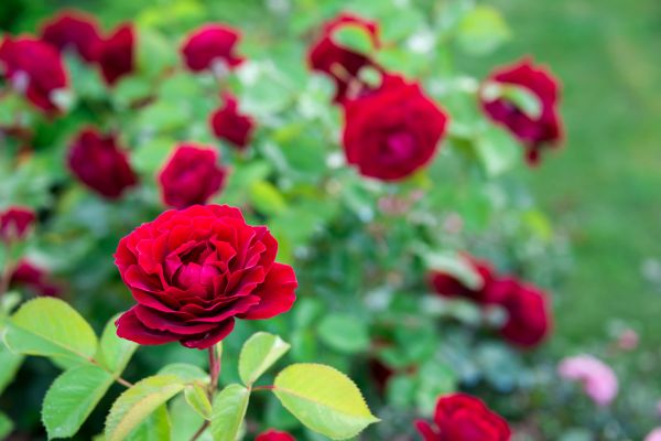 Rose Planting in Tomball