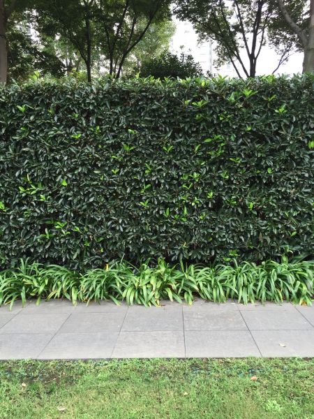 Privacy Shrub Planting in Tomball