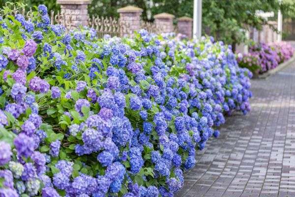 Hydrangea Landscaping in Tomball