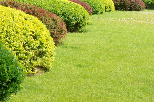 Shrubbery Planting in Tomball