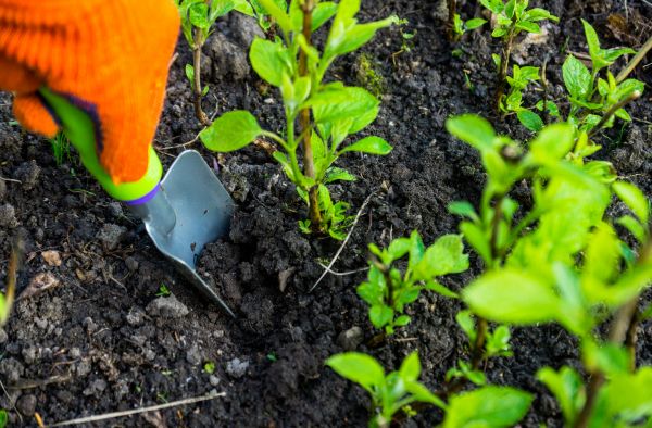 Hydrangea Planting in Tomball