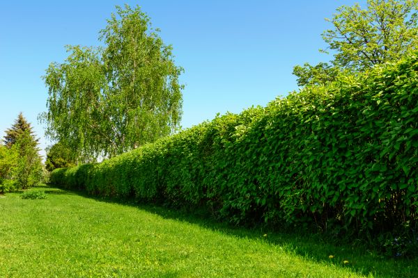 Hedge Replacement in Tomball