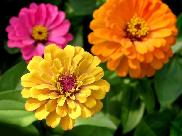 Zinnia Planting in Tomball