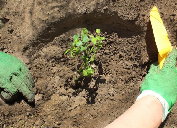 Rose Bush Planting in Tomball