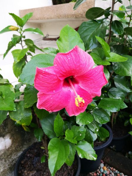 Hibiscus Planting in Tomball
