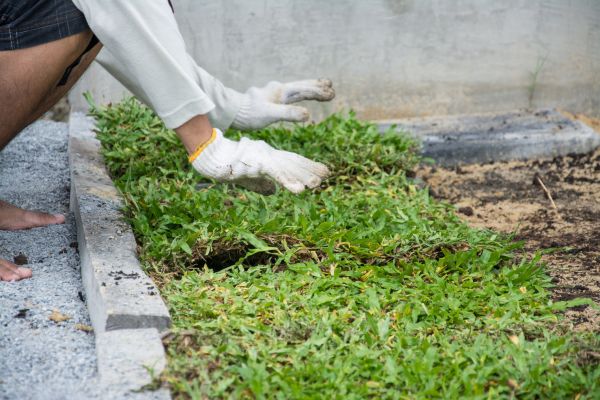 Ground Cover Planting in Tomball