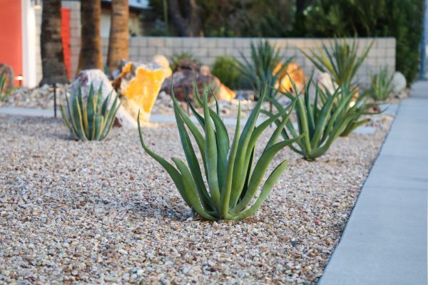 Drought Resistant Landscaping Service