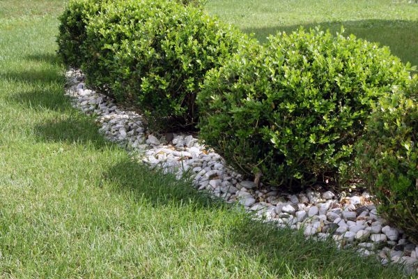 Boxwood Planting in Tomball